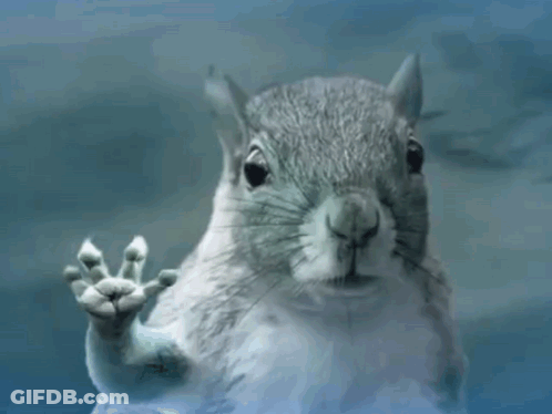Squirrel Waving Paw GIF