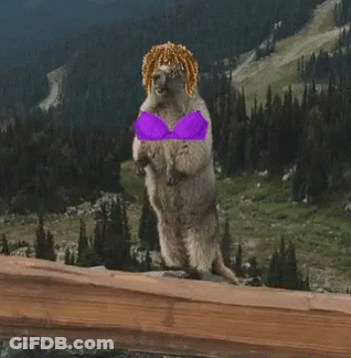 Squirrel Wearing Bra Saying Katie GIF