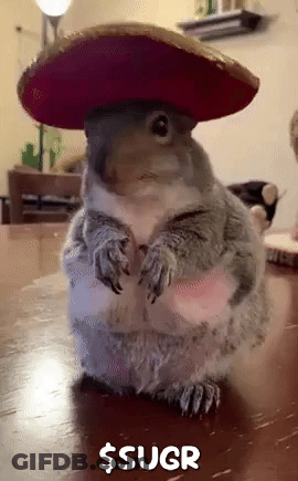 Squirrel Wearing Sombrero GIF