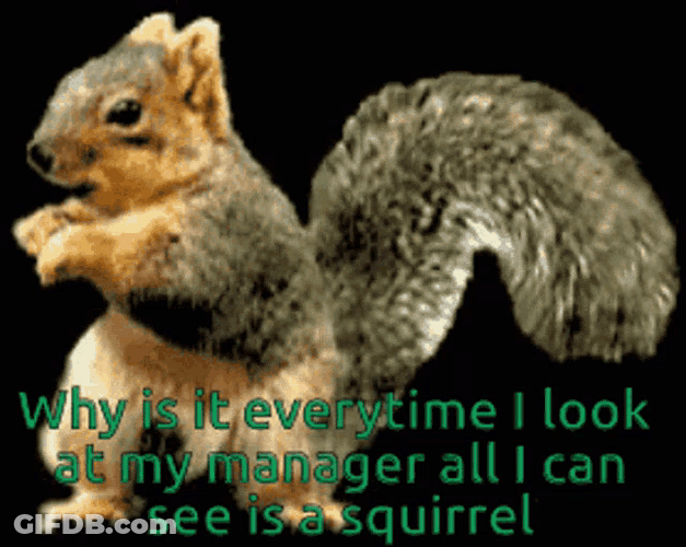 Squirrel Why Is It GIF