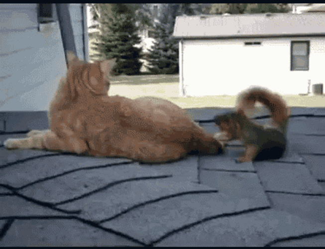 Squirrel With Cat GIF