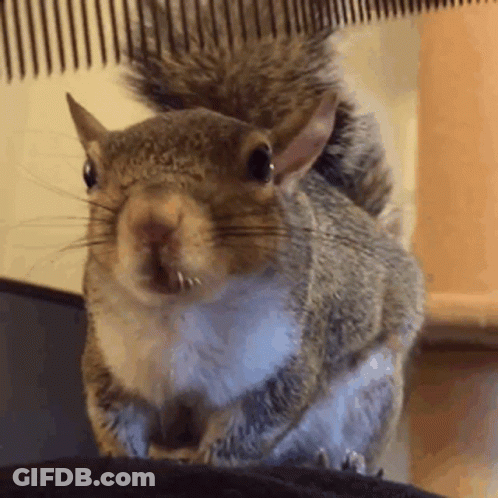Squirrel With Comb In Mouth GIF