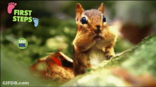 Squirrel With First Steps GIF