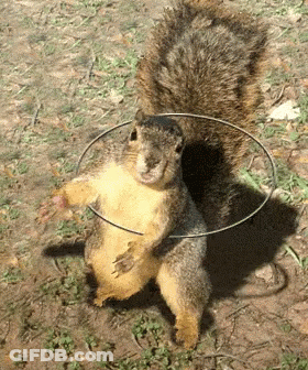 Squirrel With Hoop Around Neck GIF