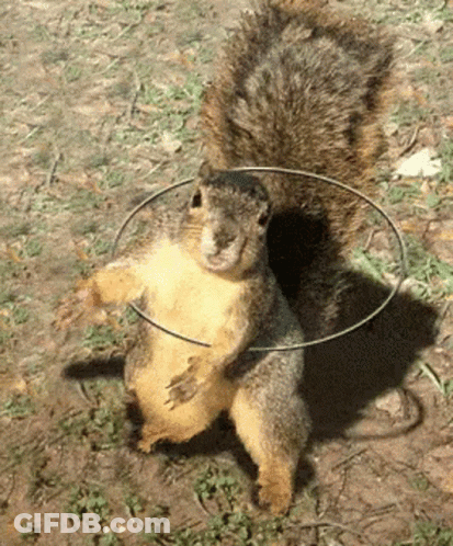 Squirrel With Hoop Around Neck GIF