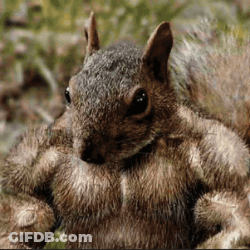 Squirrel With Muscular Arms GIF
