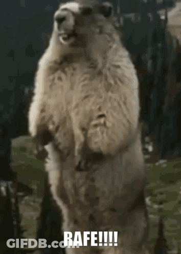 Squirrel With Open Mouth On Hind Legs Saying Rafe GIF