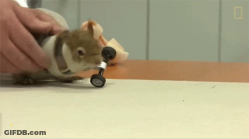 Squirrel With Wheels On Legs GIF