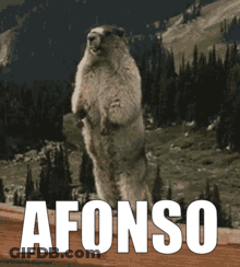 Squirrel With Word Afonso GIF
