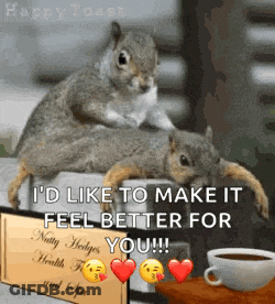 Squirrels I'd Like To Make It Feel Better GIF