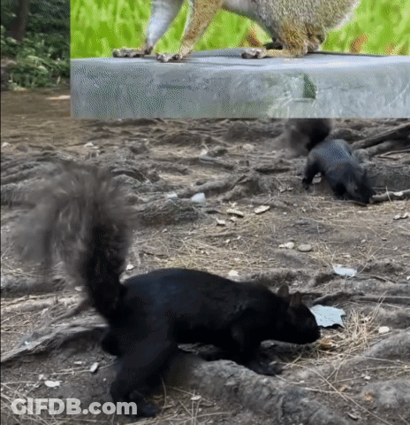 Squirrels Standing On Ledge GIF