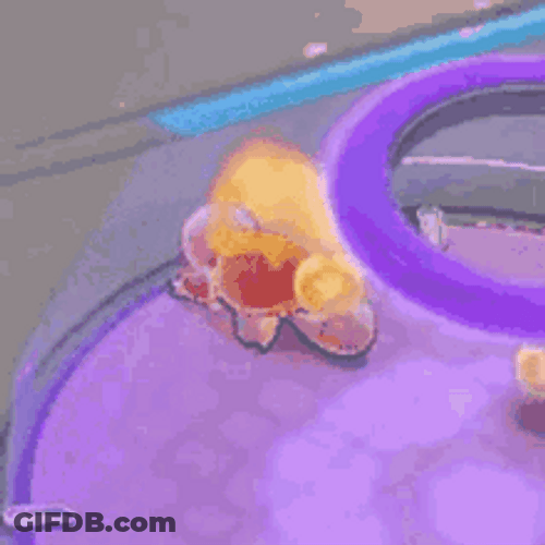 Squirtle On Fire GIF
