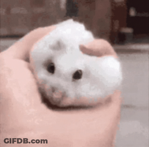 Squish Cute Mouse GIF