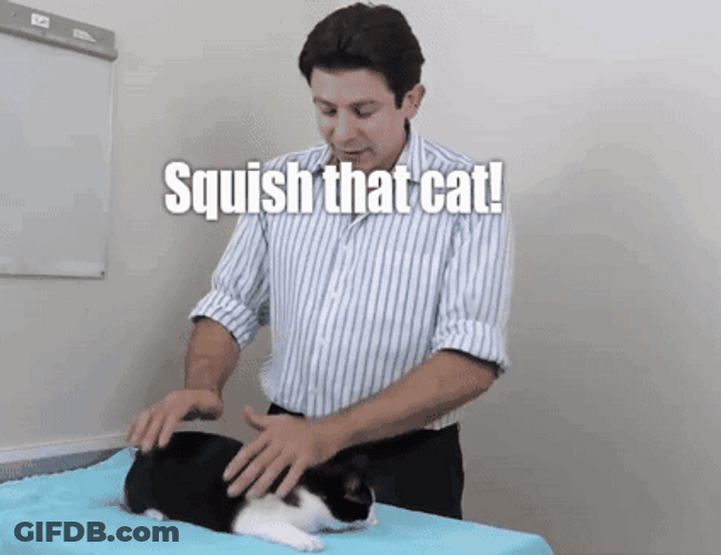 Squish That Cat GIF