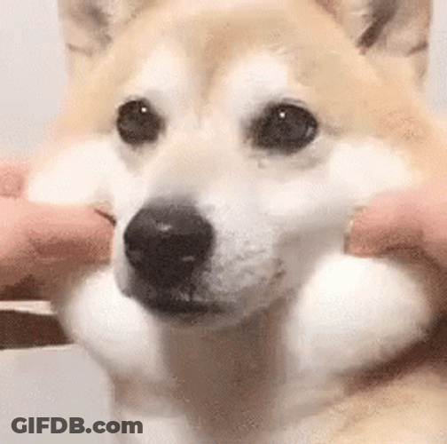 Squishy Dog Face Pulls GIF