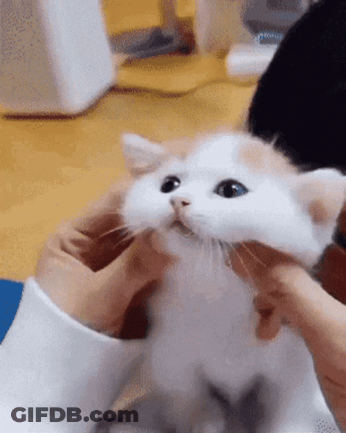 Squishy Face Baby Cat GIF