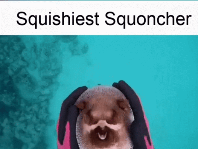 Squishy Pufferfish Diver Underwater GIF