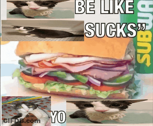 Ssoggycat Shark Meme GIF