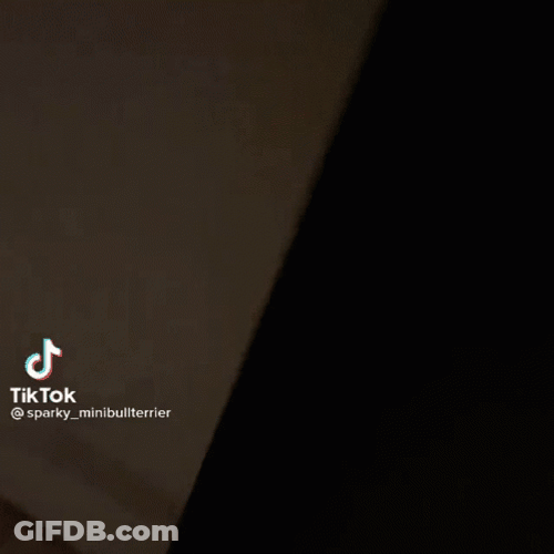 Stab Dog Chucky GIF