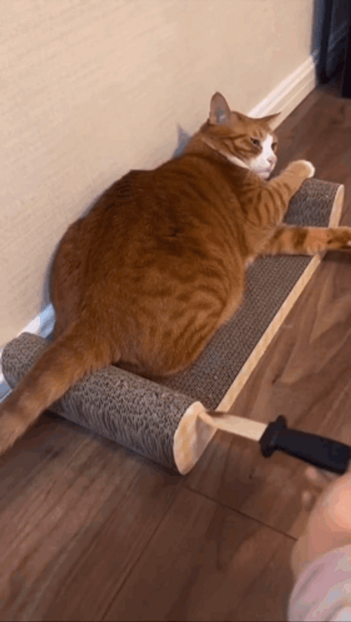 Stab Stabby Cat GIF
