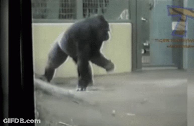 Stabilize Spinning Gorilla Dancing GIF