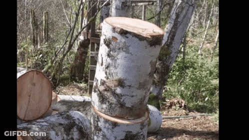 Stacked Logs In Woods GIF