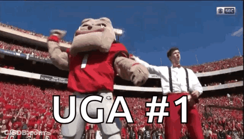 Stadium Mascot Uga #1 GIF