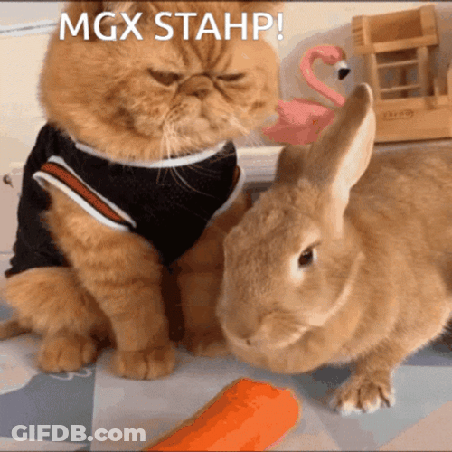 Stahp Bunny And Ginger Cat Tandem GIF