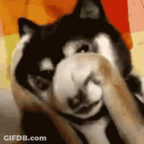 Stahp Cute Shy Shiba Inu GIF