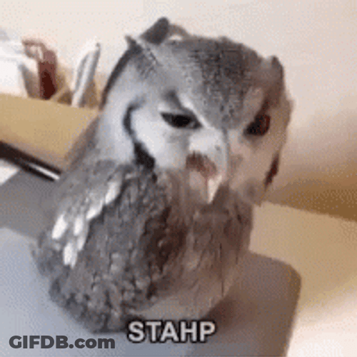 Stahp Grumpy Owl Bird GIF