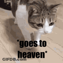Stairs To Heaven With Nikki GIF