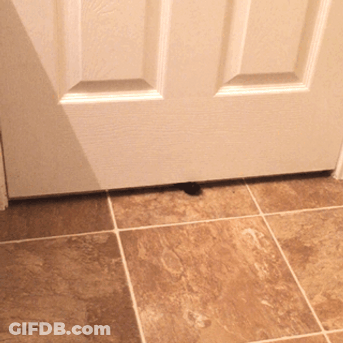 Stalker Pet Cat Wants To Come In GIF