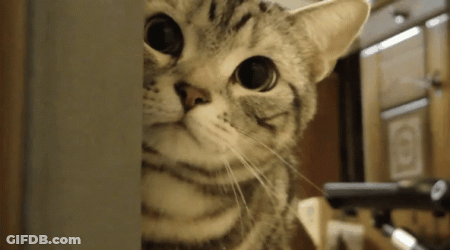 Stalking Cute Gray Cat Longing Stare GIF