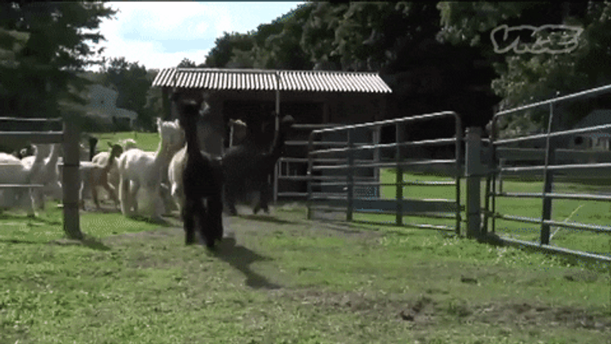 Stampede Running Alpacas GIF