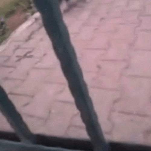 Stan Dog Barking Meme GIF