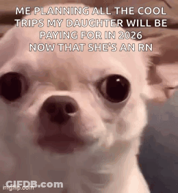 Stan Twt Evil Chihuahua GIF