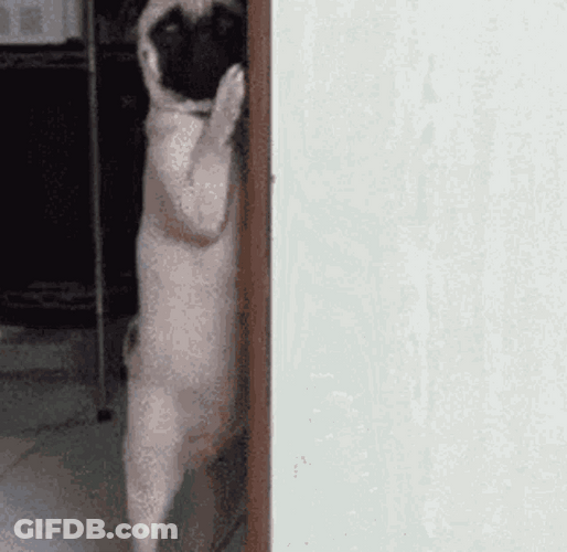 Stand Up Scared Dog Hiding GIF