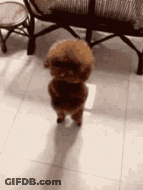 Standing Brown Dog Dancing GIF