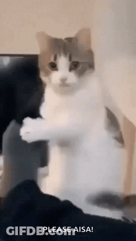 Standing Cat Looking At Something GIF