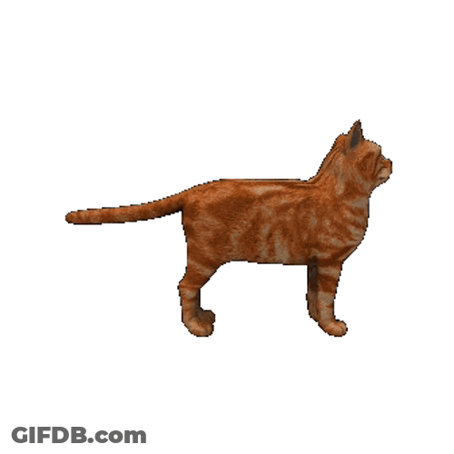 Standing Cat Spinning GIF
