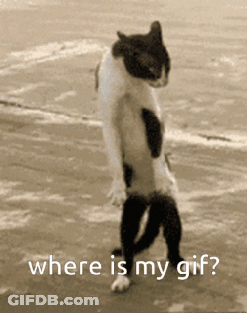 Standing Cat Where GIF
