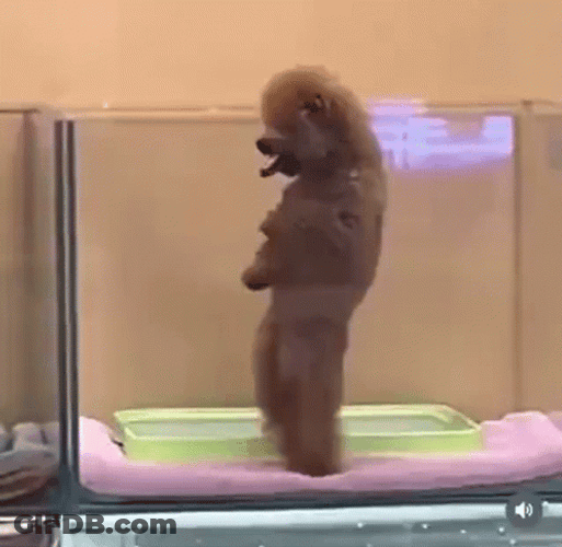 Standing Cute Dog Dancing GIF