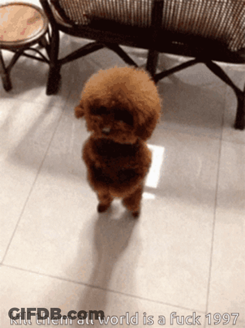 Standing Dancing Doge GIF