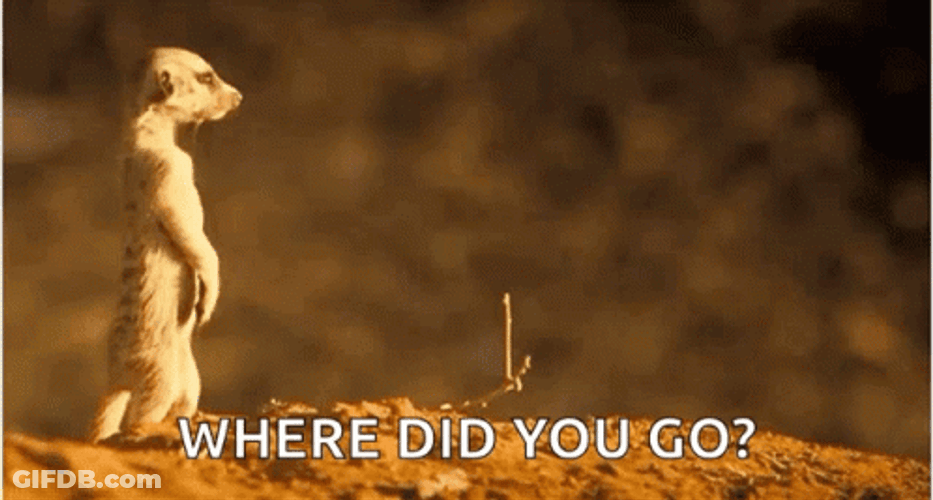 Standing Ground Squirrel Where GIF