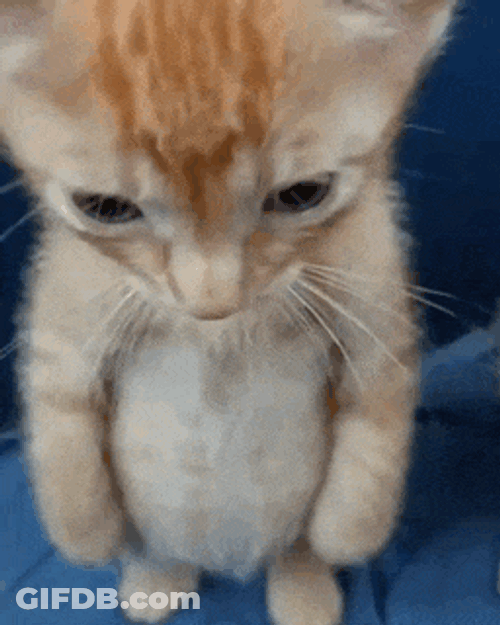 Standing Kitty GIF