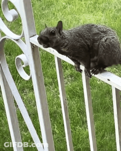 Standing On The Gate Squirrel Meme GIF