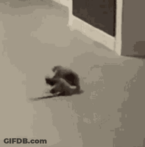 Standing Rat Hallway Fight GIF