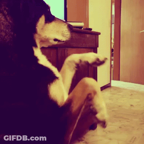 Standing Up Dog Dancing GIF