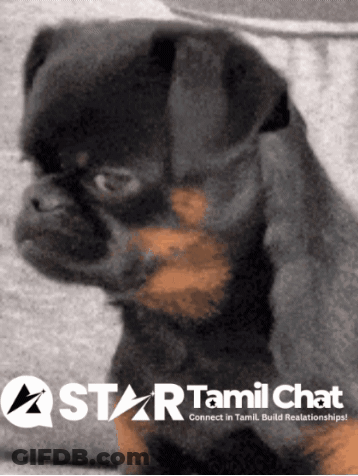 Star Tamil Chat Logo With Black Brown Puppy GIF