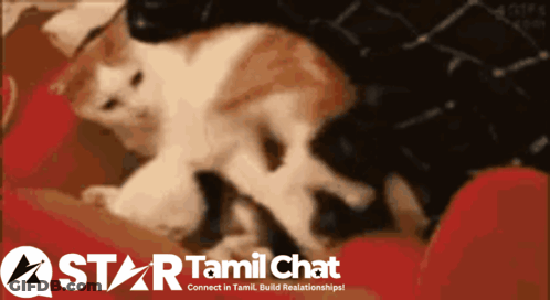 Star Tamil Chat Logo With Cat GIF